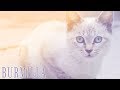 Ideal Companion: Burmilla | Cat Breeding Videos の動画、YouTube動画。