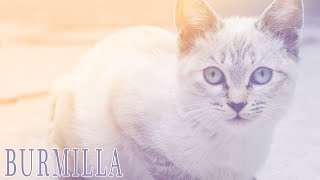 Ideal Companion: Burmilla | Cat Breeding Videos