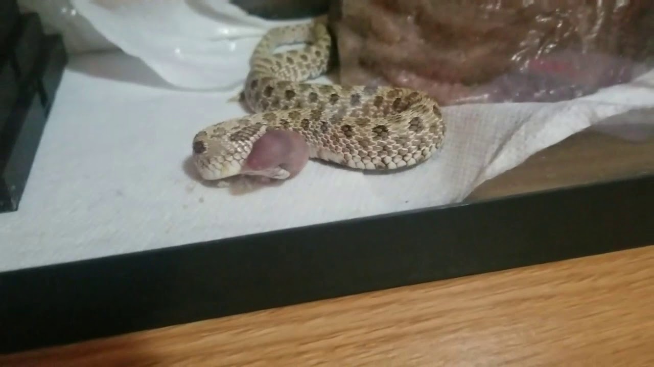 Fresh Look at Warning Feeding Video First Feeding For My Hognose Snake Frozen