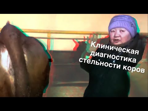 Клиническая диагностика стельности коров