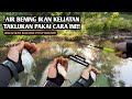 Ikan keliatan air bening tetap makan mancing wader dan putihan pakai teknik kumbul umpan amis gold