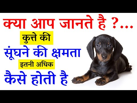 वीडियो: जब कुत्ते आपको सूंघते हैं तो इसका क्या मतलब होता है?