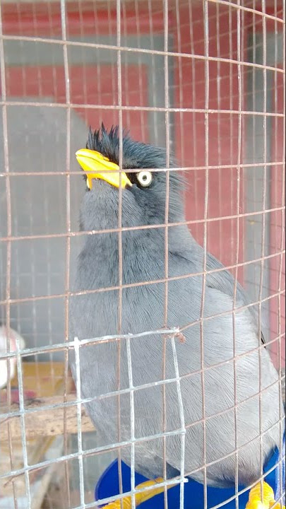 Jalak Kebo Gacor Full Isian Suara Keras Cocok Untuk Pancingan