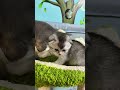 Gatinhos Escoceses à Procura de Novos Lares na Ilha da Madeira 🏝️ | Madeira Velvet Paws Cattery