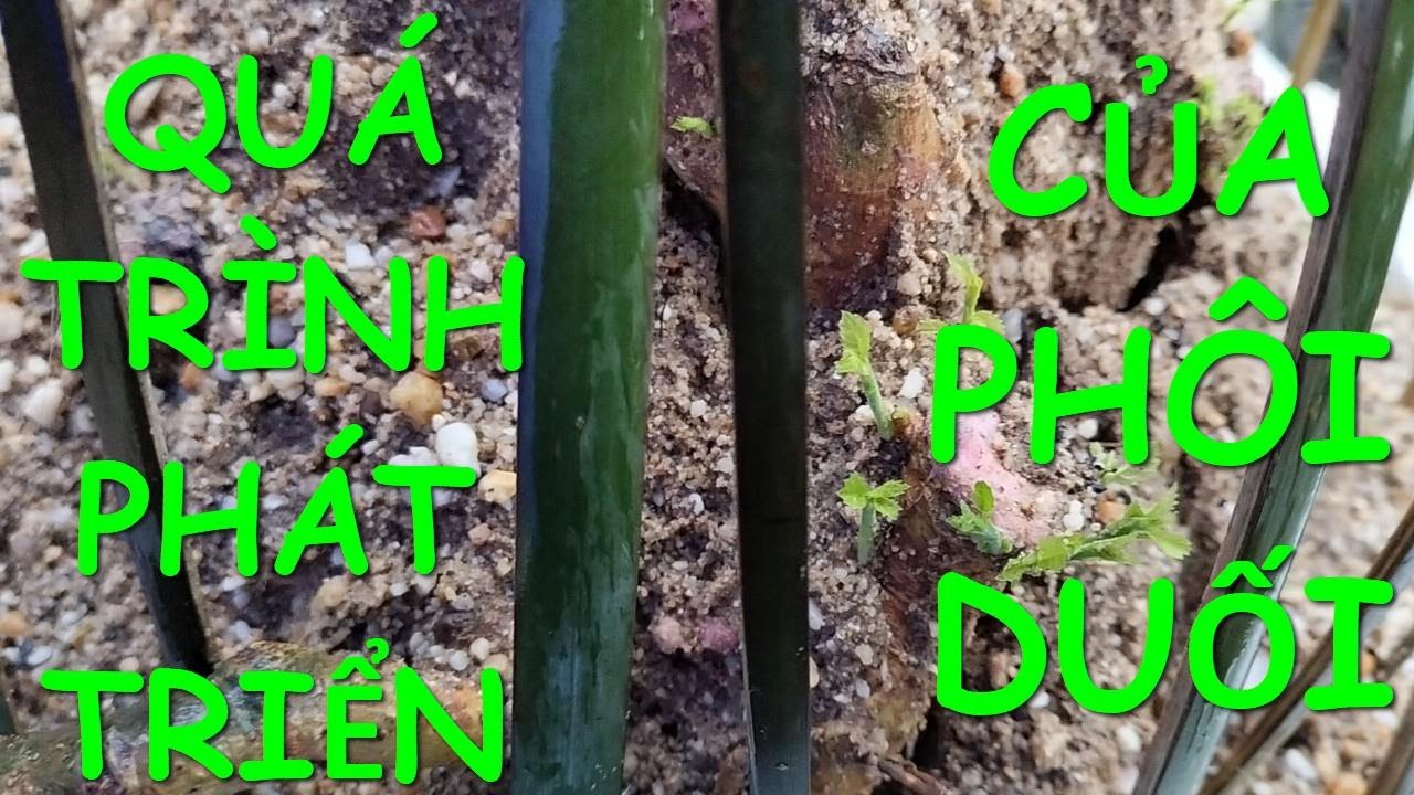 Cách khắc phục phôi Duối dừng va chậm phát triển.