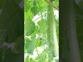 गर्मियों में लौकी खाने के जबरदस्त फायदे Amazing Benefits Of Eating Gourd #healthtips #gourd #shorts