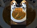 🐶🎄 The Flying Beagles: Skydiving Christmas Greeting | Merry Woofmas Short!