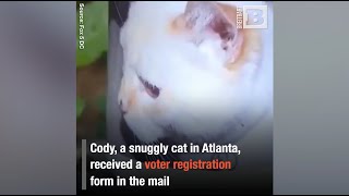 Dead cat receives voter registration form by mail