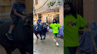 Danish Maher Qurbani Videos