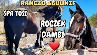 DAMBI MA ROCZEK / MYJEMY SZCZOTY TOSI / TINKER SPA