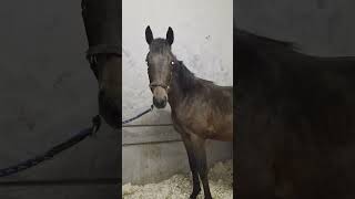 Leighton’s Incredible Recovery – Ready to Come Home #horse #rescue #rescuehorse