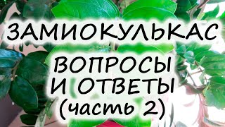 ЗАМИОКУЛЬКАС 🌿 почему плачет и скручивается, болезни и вредители замиокулькаса – как бороться?