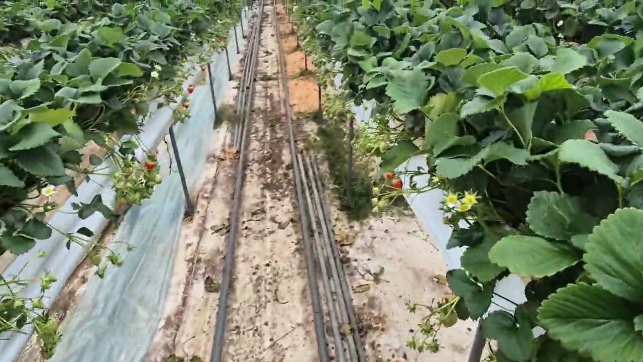 [효소농법/순창 금과면 2/2] 잎의 교대시기 3월을 준비해야 합니다. (효소문의. 010-3050-0335)