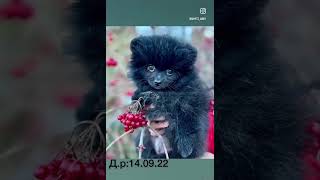 Карманная Собачка Померанский Шпиц Супер Мини