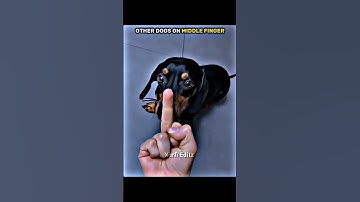 Other Dogs On Midddle Finger #trollface #shorts #troll #edit #editing #trending