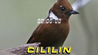JAMIN NYAUT || 10 MENIT MASTERAN CILILIN