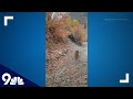 RAW: Mountain lion follows hiker for nearly 6 minutes