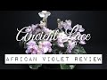 ANCIENT LACE - African Violet Review