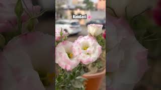 Summer flower plant nandani ,eustoma ,Lisianthus 🌸
