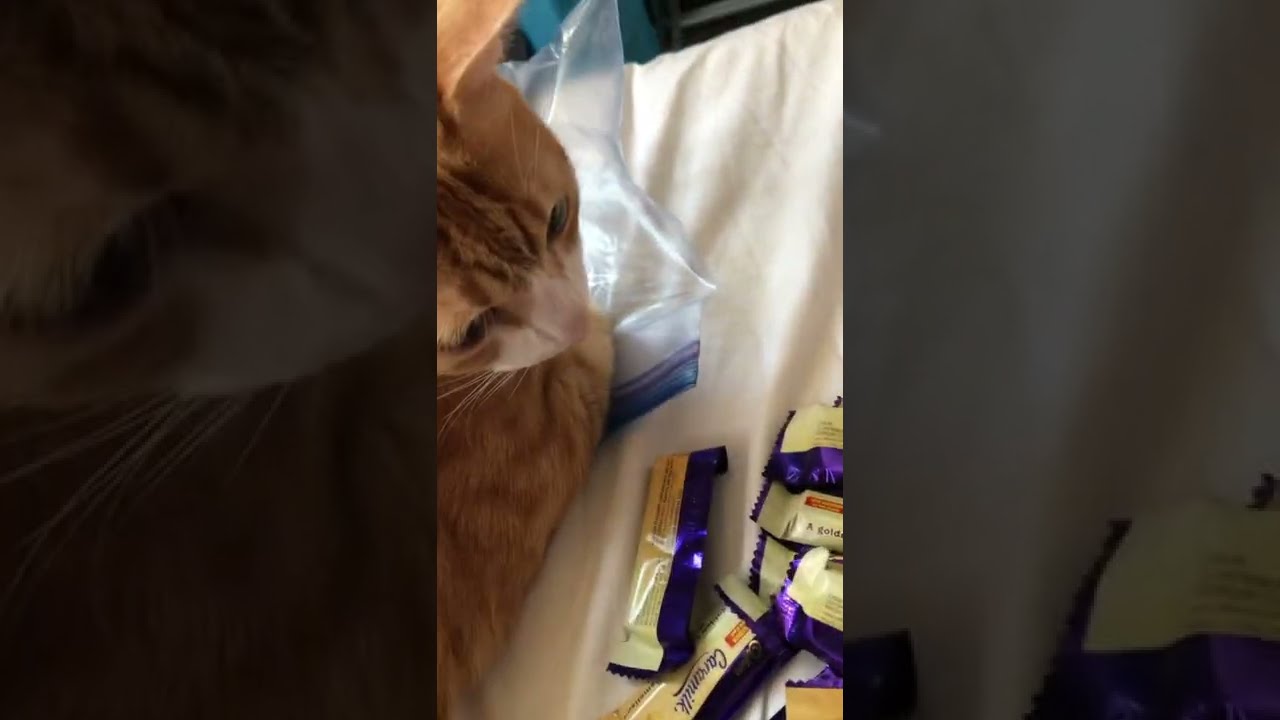 CARAMILK Caramelised White Chocolate Cadbury Shorts Shortvideo Caramel