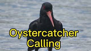 Oystercatcher Calling Sounds - Have You Ever Heard This Voice?