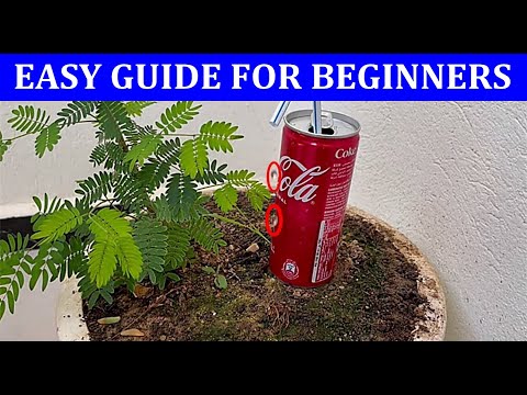 A simple magic trick that turns any drink can into a drip irrigation system for your plants