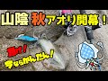 【新子エギング】開幕から爆釣モード全開！数釣りにサイトも楽しい秋アオリシーズン到来！