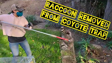 Raccoon Caught in a Coyote Trap and removed with Snare Pole. - Woodland Hills Ca.