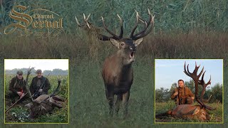 Trophy red deer hunting in Croatia  Baranja 2022.