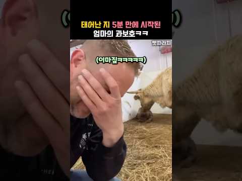 태어난 지 5분 된 아기를만지면 안되는 이유ㅋㅋ #동물 #소 thumbnail