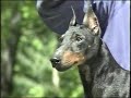 AKC Manchester Terrier Breed Video 1991 の動画、YouTube動画。