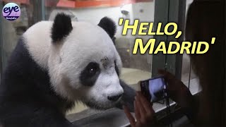 Chinese giant panda couple, Jin Xi and Zhu Yu arrive in Spain