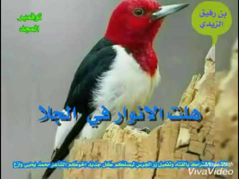 عيد الجلا 30نوفمبر شاهد اقوى قصيده عن نوفمبر المجد للشاعر محمد يحيى وازع