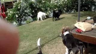20100424-Green Breeze-7