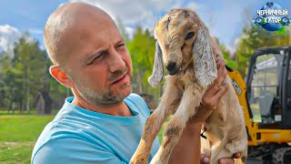 Big events on a Belarusian forest farm.The Belka Goat surprised me with her lambing.Festive dinner