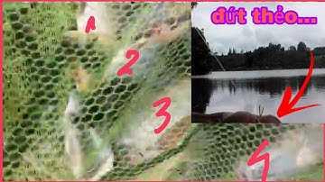 Câu cá rô phi khủng kéo cả người suống hồ.