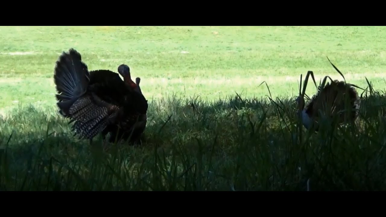 California Spring Turkey Hunting Public Land YouTube