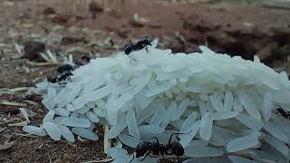 Ants forage in the morning#3