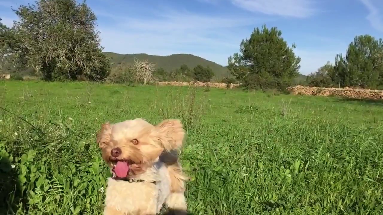 Perro corriendo por el campo a cámara lenta perros feos