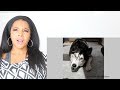 WHEN ANIMALS TRY TO COMMUNICATE WITH US | Reaction