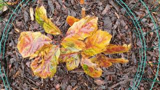 Quercus acerifolia dub javorolistý semenáček