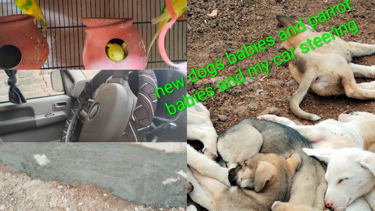 My new vlog/ new dogs babies and parrot babies and my car steering/