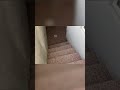 Furnace Pumping Success! HVAC Tech's Perfect Timing Reveal #shorts
