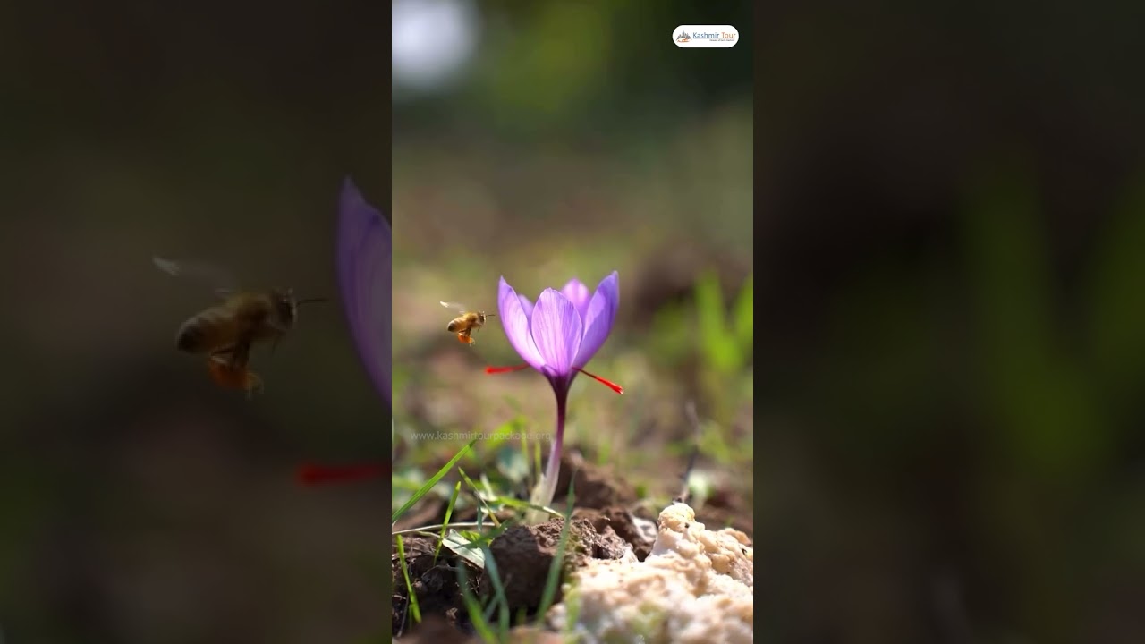 Saffron Harvesting - a Kasmiri tradition