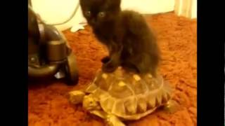 Watch The Cats Suck Supercut Video