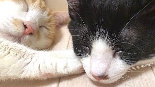 遊び疲れていびきをかいて寝る子猫