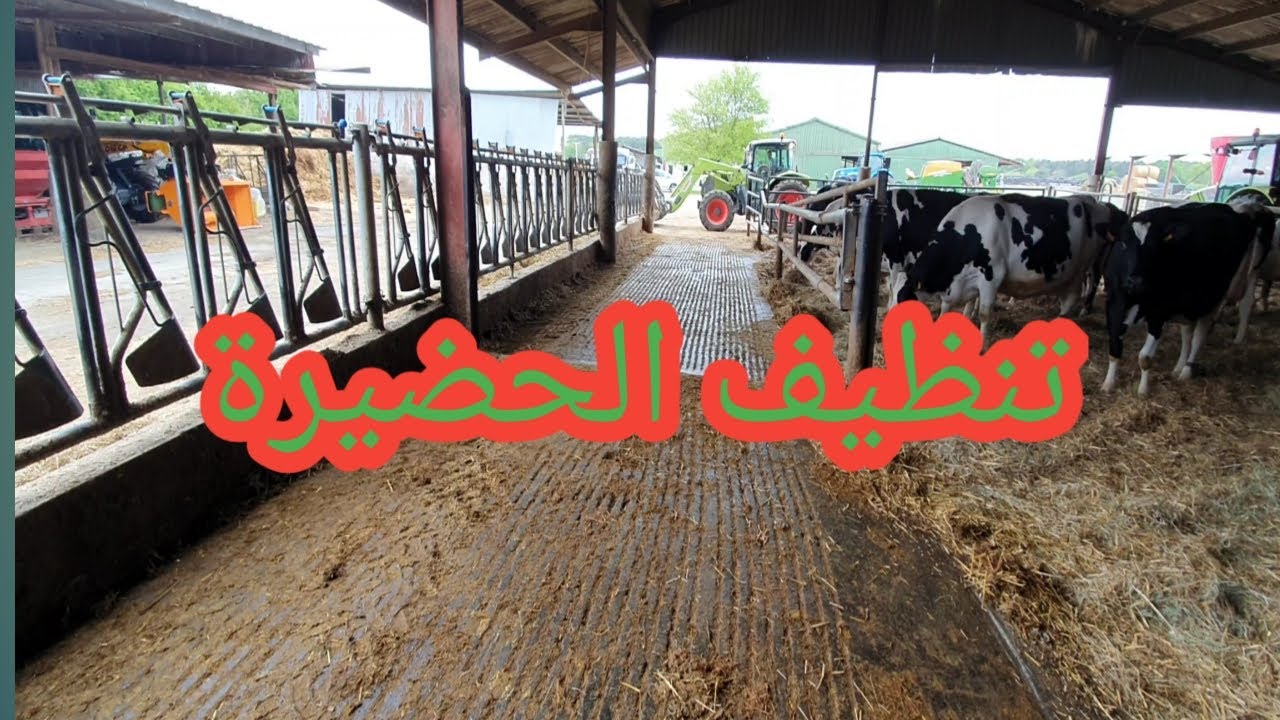 تنظيف الحضيرة الخاصة بالبقر لي غادي يولدو 🐄🐮