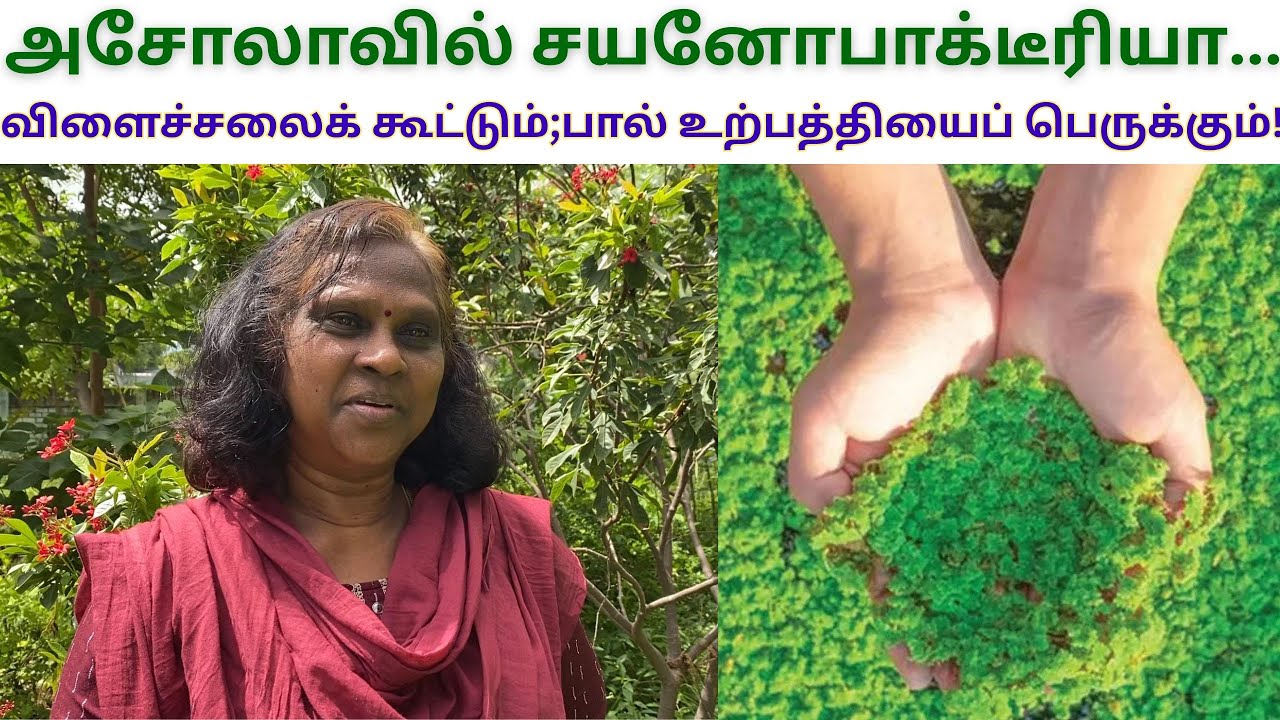 இதுதான் ஜீரோபட்ஜெட் விவசாயம் | Dr மல்லிகா| Azolla | Cyanobacteria | Tamil Farming TV