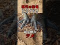 恐竜は生きている! 世界一危険な鳥 ヒクイドリ
