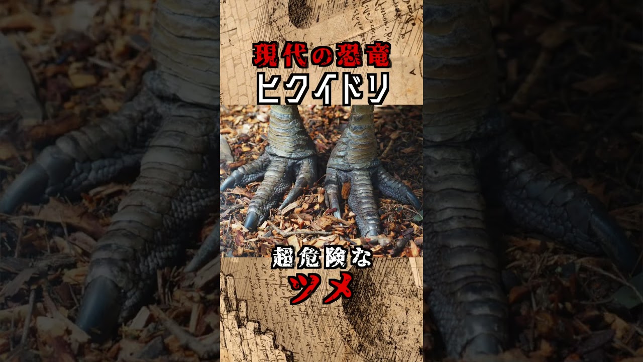 恐竜は生きている！ 世界一危険な鳥 ヒクイドリ